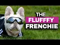 Fluffy French Bulldogs