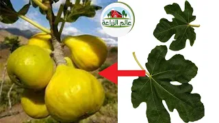 خف اوراق التين يسرع من نضج ثمار التين ويزيد من إنتاج اشجار التين ويضاعف حجم ثمار التين التوريق دندنها