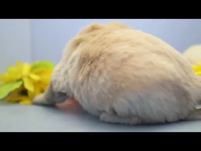 動画