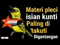 Inilah Masteran Pleci Isian Kunti yang Selalu Juara! Bikin Mental Lawan Drop!#masteranpleci 