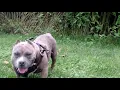 Shorty low low 13inches daughter ot exotic zoo bambino xxx deca 1