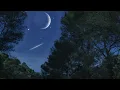 Soothing Frogs After Rain | Nighttime Ambience | 10 Hours | Nature Sleep Sounds