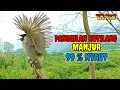 Lagu ▶️ Suara Pikat Burung Kutilang Gacor 100% Ampuh Untuk Suara Panggilan dan Masteran