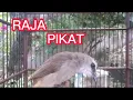 pancingan trucukan gacor,sangat cocok untuk PIKAT.