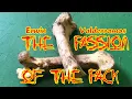 Homeless Dog ALERT Adopt Roscoe Watch his First Training Session - The PASSION Of The Pack