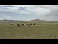 Download Lagu Mongolian Traditional Horse Race