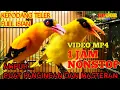 Download Lagu KEPODANG GACOR FULL ISIAN || AMPUH BUAT PANCINGAN DAN MASTERAN || MASTERAN 2021 || 1 JAM NONSTOP