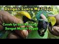 Download Lagu cara mikat cucak ijo dan cucak ranting tanpa Pikat || mikat cucak ijo pakai mp3 suara cucak ijo