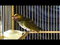 Download Lagu suara burung RENGGANIS betina memancing jantan