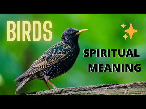 Download MP3 BIRDS SYMBOLISM 🐤🐤 - The Spiritual Meaning of Birds