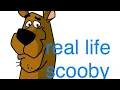 Download Lagu OMG!!!real life SCOOBY DOO dog