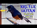 Download Lagu KRETEKAN dan suara awalan murai batu HUTAN untuk memancing emosi