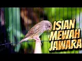 Download Lagu KENARI KALITAN ISIAN MEWAH EXOTIC - MASTERAN KENARI ISIAN BLACKTHROAT GACOR SUARA JERNIH
