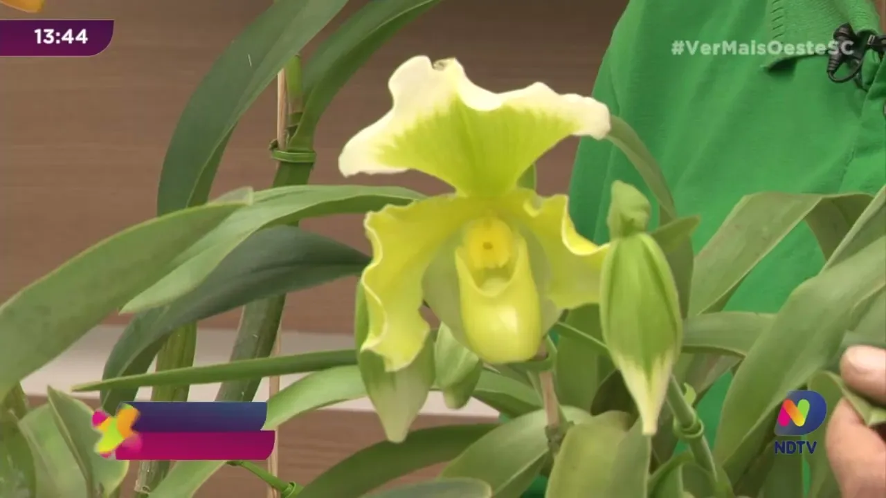 Saiba como cuidar das orquídeas no inverno