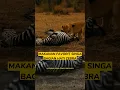 Lagu Singa Mendapatkan Zebra #singa #zebra #macan