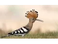 Download Lagu The most beautiful sound of Hoopoe bird ( Hudhud ) mentioned in Quran