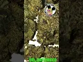 CHERRY GUAVA STRAIN ORLANDO WEED