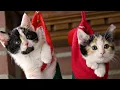 Download Lagu Ding Dong Ding \u0026 more children's Christmas songs