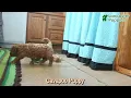 Lovable Cavapoo Puppy