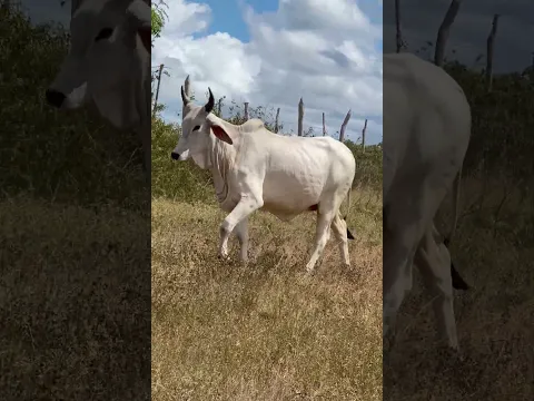 LINDA NOVILHA DA GUZERÁ LF NA PARAÍBA #shorts