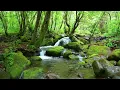 Pleasant Sounds of Forest Stream and Birds Singing, ASMR