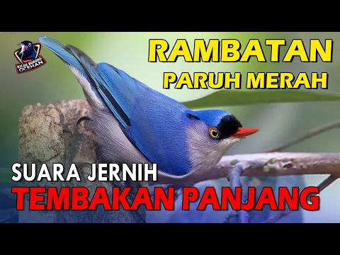 Download MP3 Rambatan Paruh Merah Speed Rapat Tembakan panjang dan Jernih | Masteran Burung Rambatan