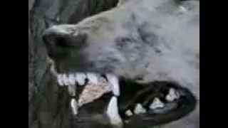 مقطع قديم لحيوان يقال انه الشيب او المسارة في حائل Strange And Rare Animal 