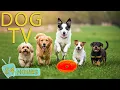 DOG TV Best s to Relax Your Dogs Completely When Home Alone - Soothing Music for Dogs