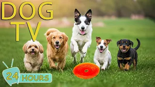 DOG TV Best s to Relax Your Dogs Completely When Home Alone - Soothing Music for Dogs