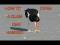 The American Oystercatcher NARRATED