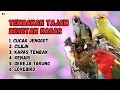 Download Lagu 🔴 VIRALL‼️ MASTERAN MURAI BATU GACOR YANG DI SUKAI PARA JUARA