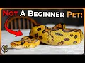 Ball Pythons are NOT Beginner Pets Let me Explain