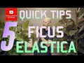 5 Quick Tips Ficus elastica