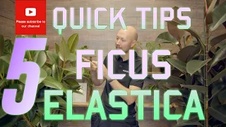 5 Quick Tips Ficus elastica