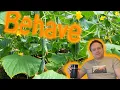 Cucumber And Python Behave