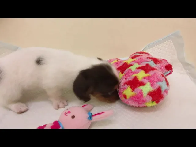 動画