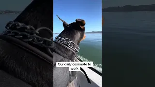Our daily commute to work. #fyp #dream #pets #doberman #boat