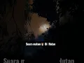 Lagu suara malam 🦇di hutan belantara kalimantan