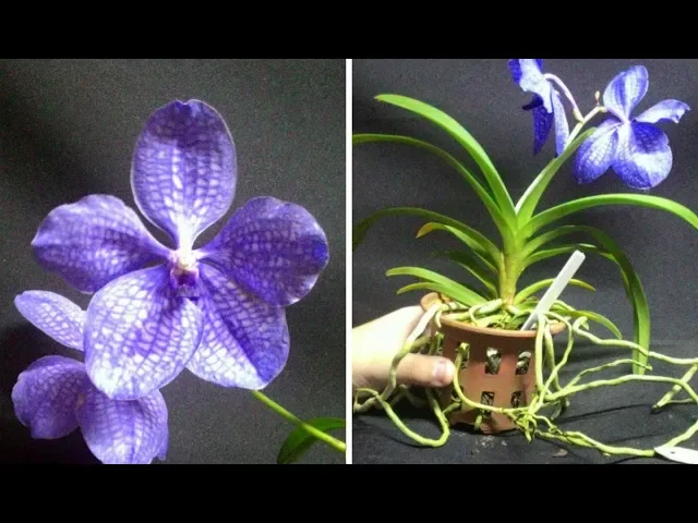 APRENDA A CUIDAR DE SUA ORQUÍDEA VANDA E DEIXA LA LINDA E SAUDÁVEL