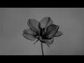 Everything is romantic (Alina Kay TikTok Remix) | Fall in love again and again