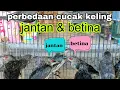 Download Lagu CARA MEMBEDAKAN CUCAK KELING JANTAN \u0026 BETINA DIOMBYOKAN | CUCAK KELING GACOR TELER