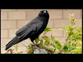 Download Lagu SUARA PIKAT BURUNG GAGAK HITAM TERBARU 2023