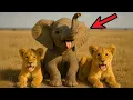 Download Lagu BABY ELEPHANT Thinks He is a LION CUB - His Roaring Attempts Will MELT Your Heart