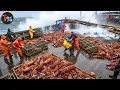 Download Lagu The Dark Secrets of Lobster Fishing: Inside the World's Deadliest Job #deadliestcatch