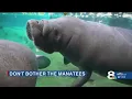 experts warn people not to disturb manatees