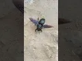 Download Lagu Violet Carpenter bee | Xylocopa violacea | May 10, 2023