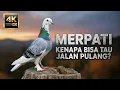 Lagu MERPATI: MENGAPA MERPATI SELALU TAHU JALAN PULANG? | ILMU, MITOS, DAN MISTERI ALAM