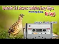 Download Lagu Batair ki awaz subha Keyliy  (Morning time For lag) Quail bird Sound @DesiBirdHunter