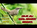Download Lagu suara pikat prenjak jali paling ampuh