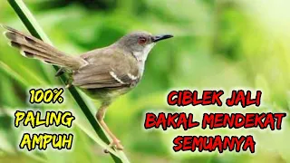 suara pikat prenjak jali paling ampuh